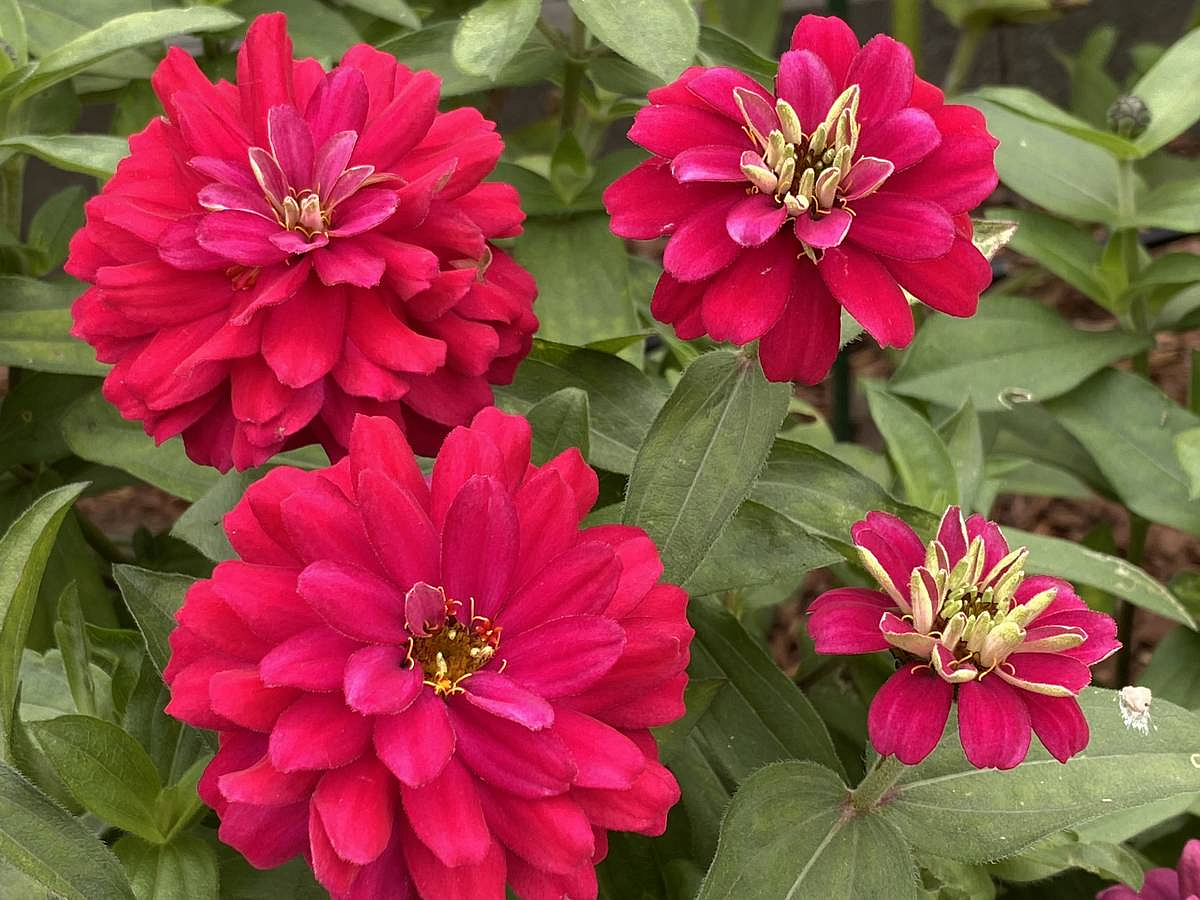 цинния махровая Вишнёвый пирог